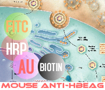 标记小鼠抗HBeAg