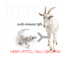 标记山羊抗小鼠IgG(H+L)
