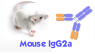 Mouse IgG2a（小鼠IgG2a）