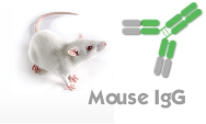 Mouse IgG（小鼠IgG）