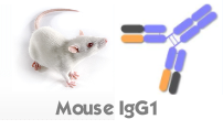 Mouse IgG1（小鼠IgG1）