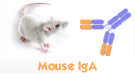 Mouse IgA（小鼠IgA）