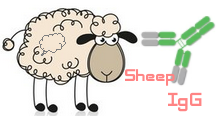 Sheep IgG（绵羊IgG）