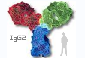 Human IgG2（基因重组人gG2）