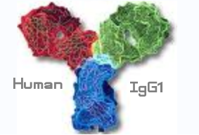 Human  IgG1（基因重组人IgG1）