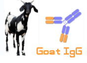 Goat IgG（山羊IgG）