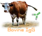 Bovine IgG（牛IgG）