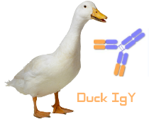 Duck IgY（鸭IgY）