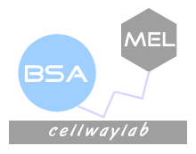 BSA-MEL（牛血清白蛋白-三聚氰胺）
