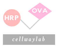 HRP-OVA (辣根酶标记鸡卵清蛋白）