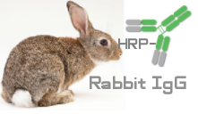 HRP-Rabbit  IgG(HRP-兔IgG）