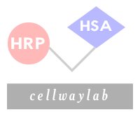 HRP-HSA (辣根酶标记人血白蛋白）