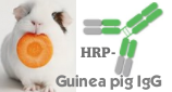 HRP-Guinea Pig IgG（辣根酶标记豚鼠IgG）