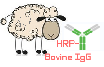 HRP-Sheep IgG (辣根酶标记绵羊IgG)